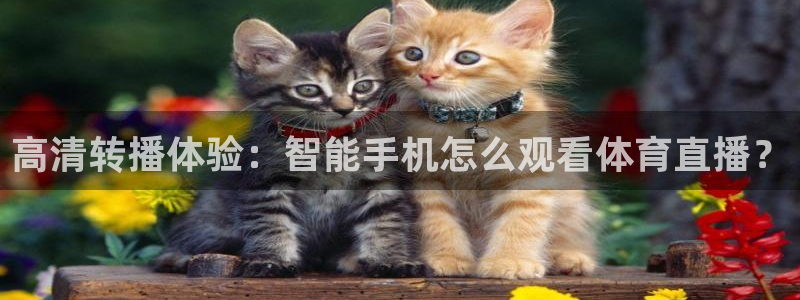 飞速直播体育在线：高清转播体验：智能手机怎么观看体育直播？